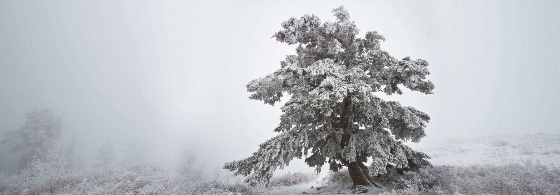 Snow Covered Pine Tree